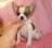 adorabil Chihuahua pentru adoptarea