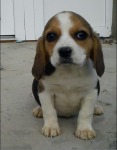 Catelusi Beagle si Bulldog Englez de vanzare